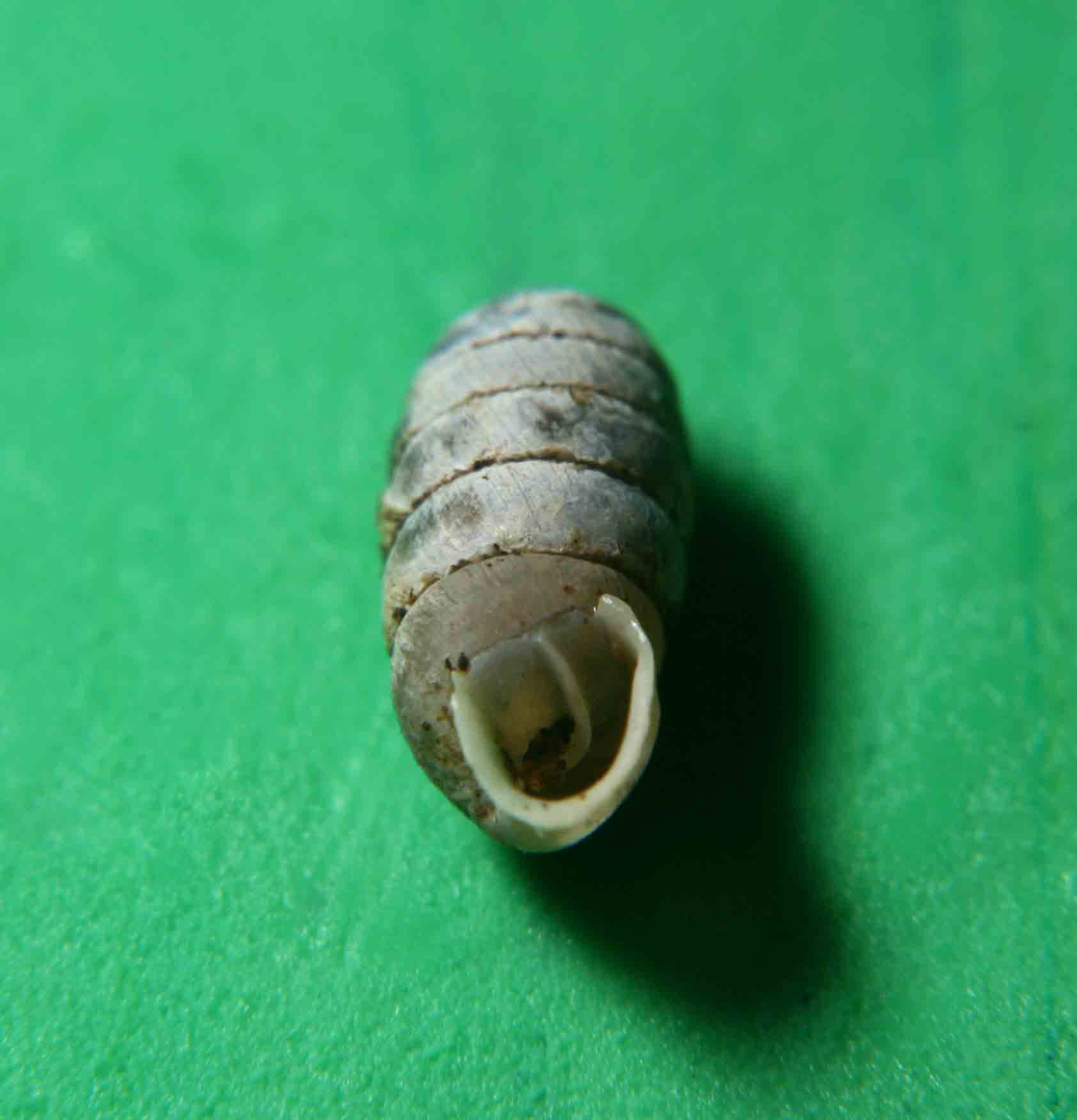 Sphyradium doliolum (Bruguire, 1792) Campo Imperatore (AQ)